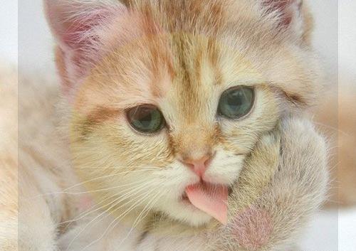 عکس گربه خفن برای پروفایل