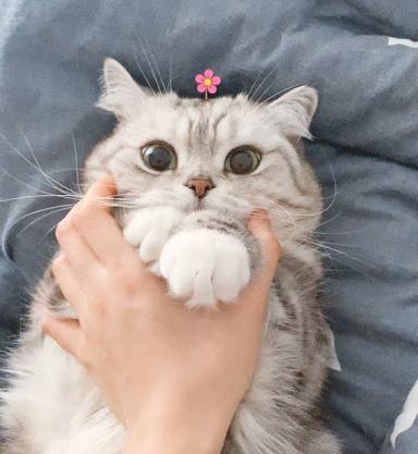 عکس گربه بانمک