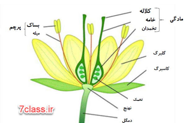 عکس گیاهان تک لپه