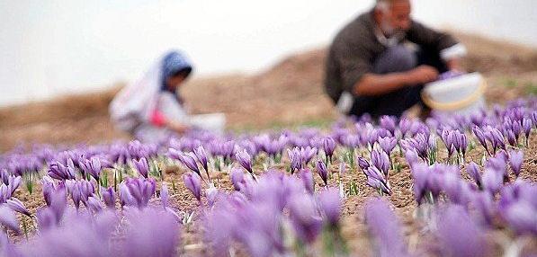 عکس های فیلم زعفران
