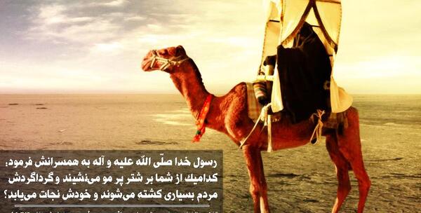 عکس شتر عایشه