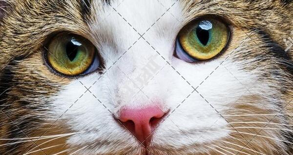 عکس گربه صورت