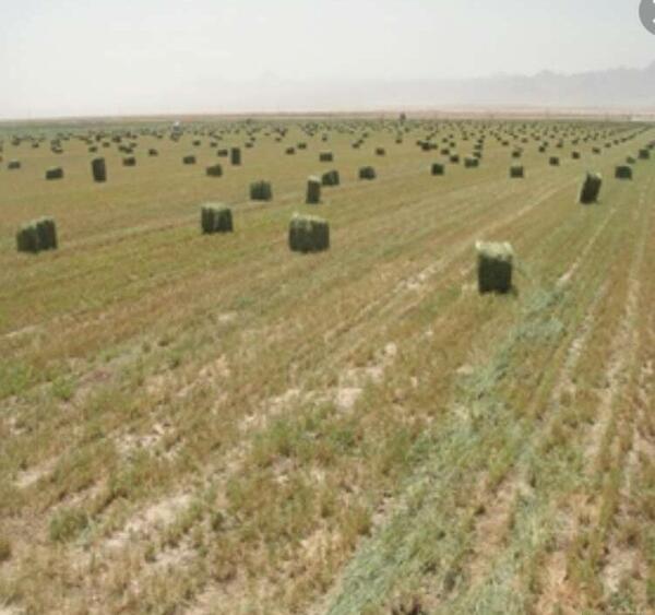 عکس نقاشی یونجه