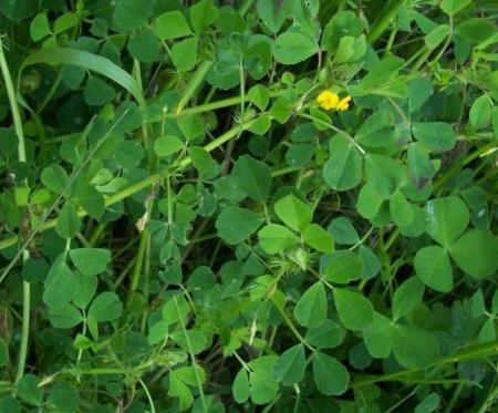 عکس نقاشی یونجه