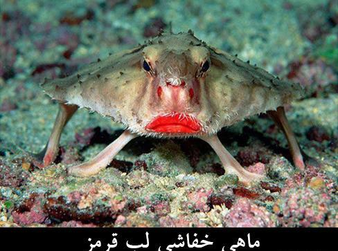 عکس حیوانات عجیب و غریب واقعی