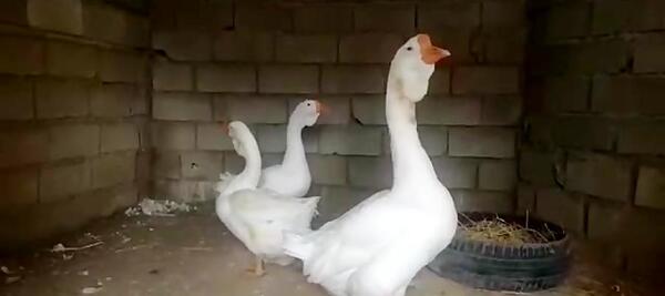 عکس قو غاز لیندا