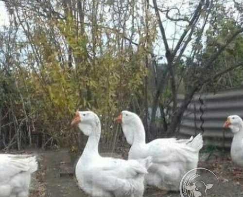 عکس قو غاز لیندا