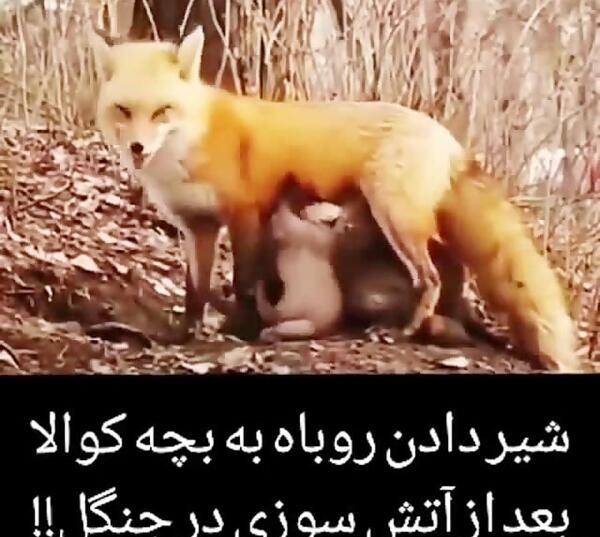 عکس روباه خشمگین
