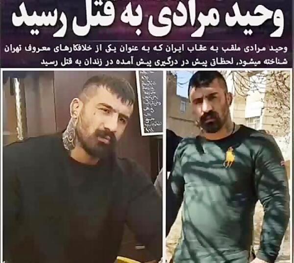 عکس وحید مرادی عقاب ایران