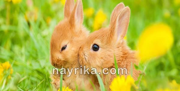 عکس خرگوش عاشقانه