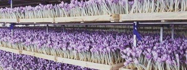 عکس زعفران وحشی