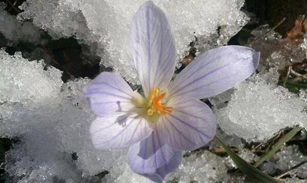 عکس زعفران وحشی