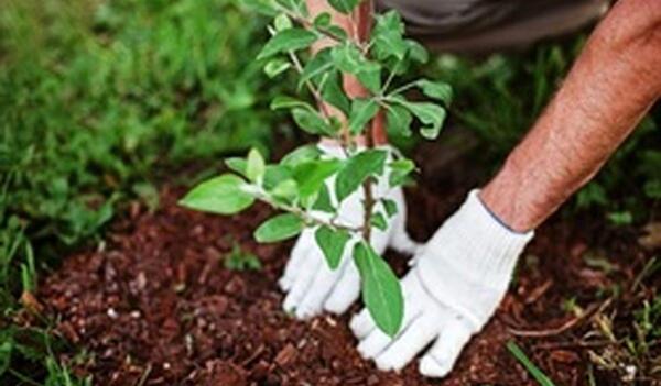 عکس کاشت درختان میوه