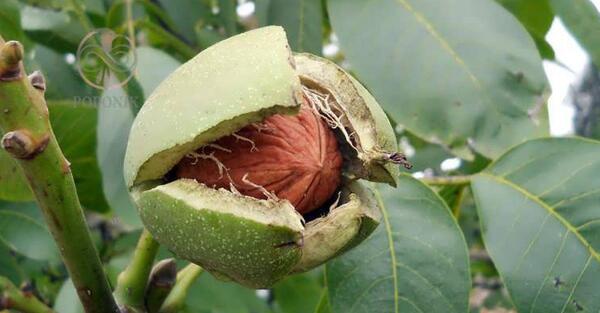 عکس کاشت درختان میوه