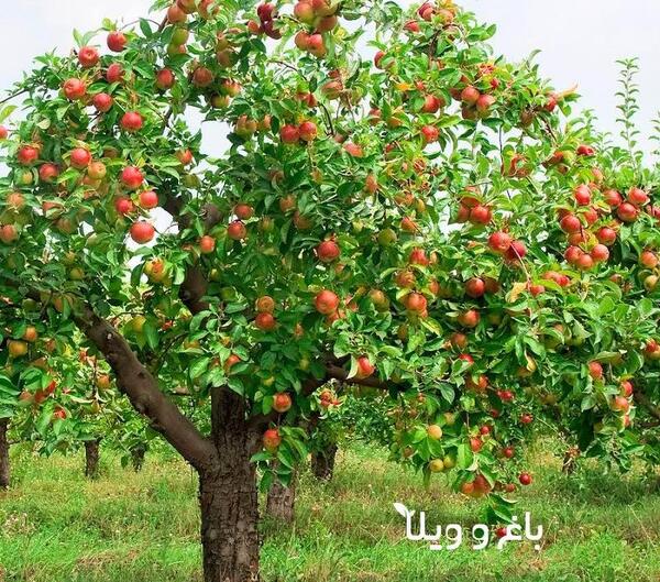 عکس کاشت درختان میوه