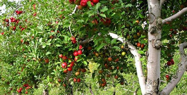 عکس کاشت درختان میوه