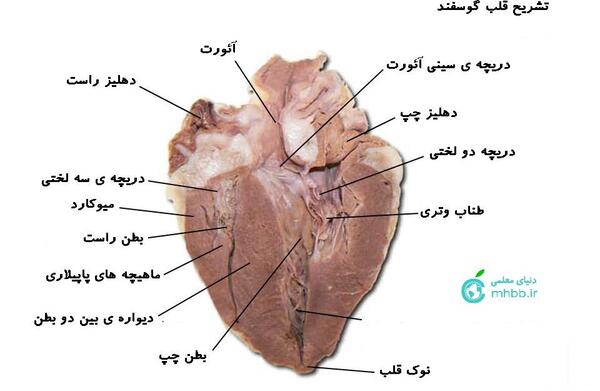 عکس قلب انسان با مشخصات
