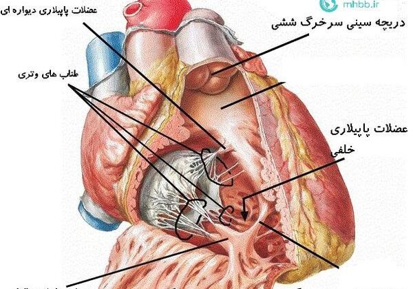 عکس قلب انسان با مشخصات