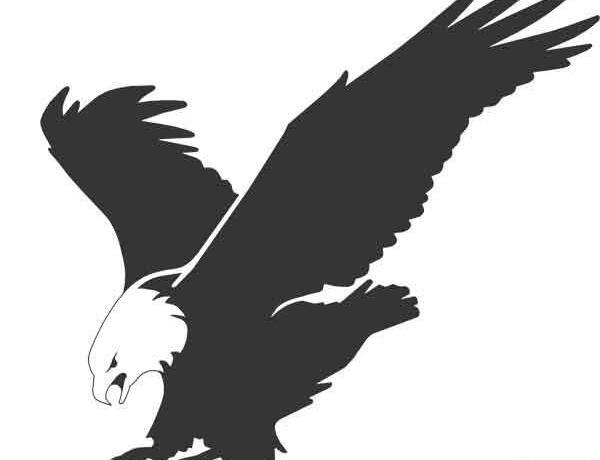 عکس سیاه سفید عقاب
