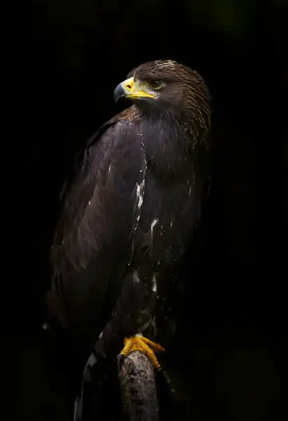 عکس سیاه سفید عقاب