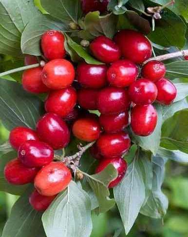 عکس درخت زغال اخته