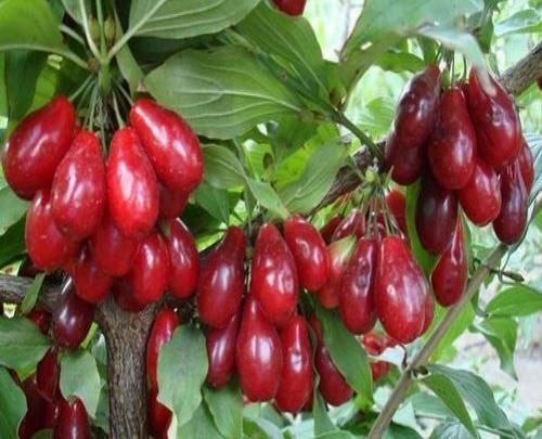 عکس درخت زغال اخته