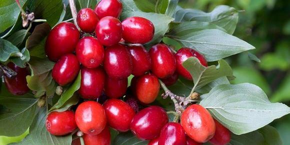 عکس درخت زغال اخته
