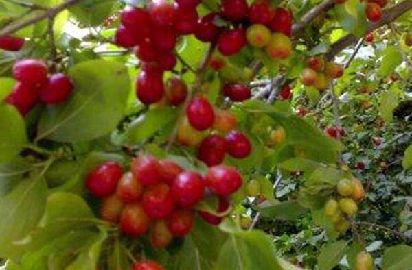 عکس درخت زغال اخته