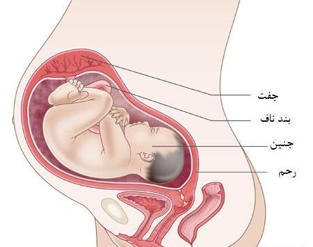 عکس جنین پسر هشت هفته