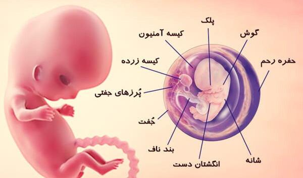 عکس جنین پسر هشت هفته