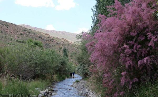 عکس روستای صنوبر تربت حیدریه