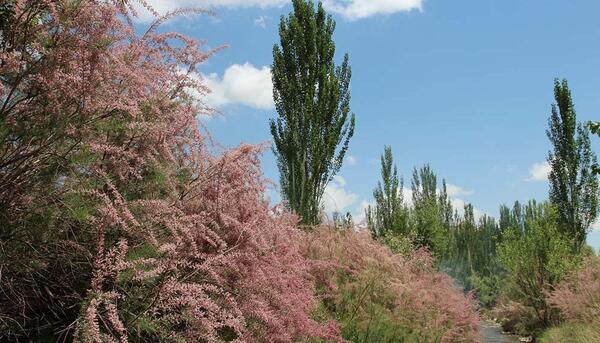 عکس روستای صنوبر تربت حیدریه
