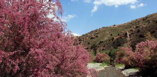 عکس روستای صنوبر تربت حیدریه