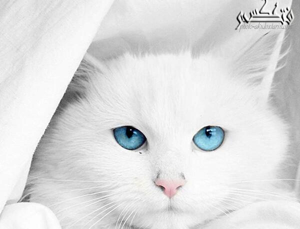 عکس گربه آبی