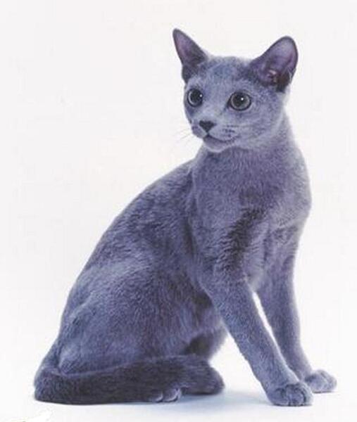 عکس گربه آبی