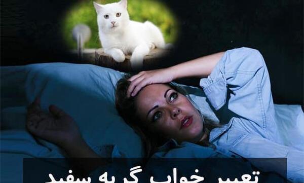 عکس گربه آبی