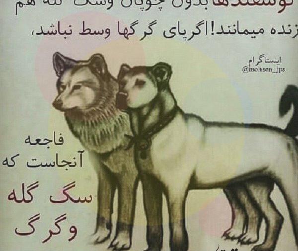 عکس روباه صفتان