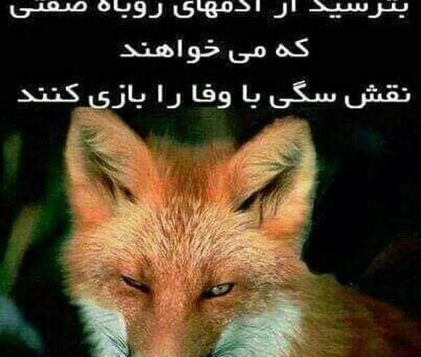 عکس روباه صفتان