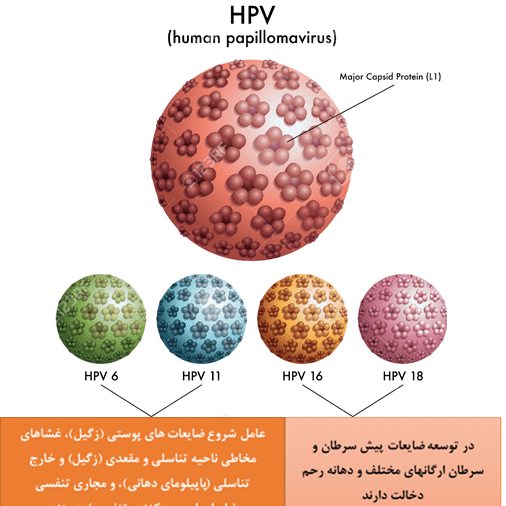 عکس ویروس hpv در زنان