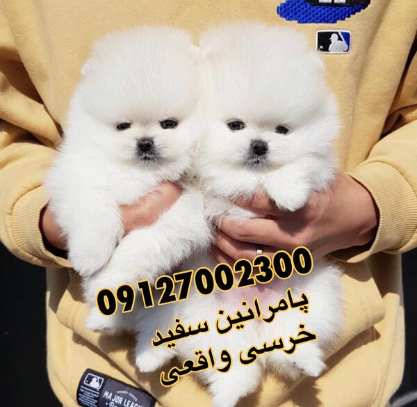 عکس سگ مینیاتوری