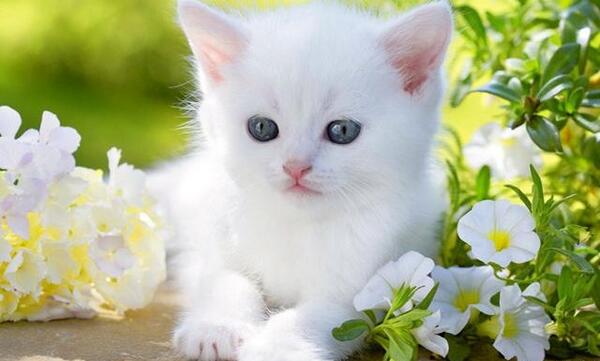 عکس گربه های خانگی