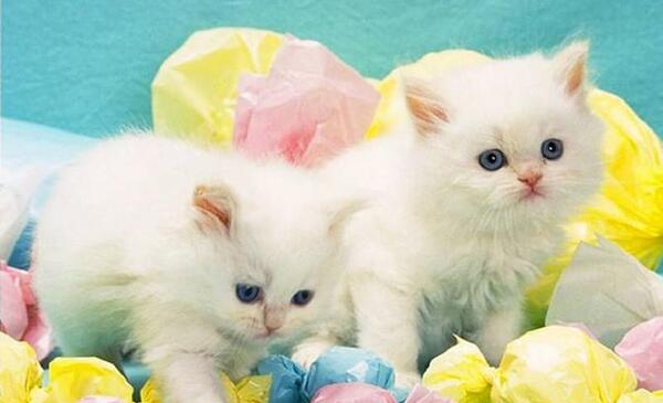 عکس گربه های خانگی