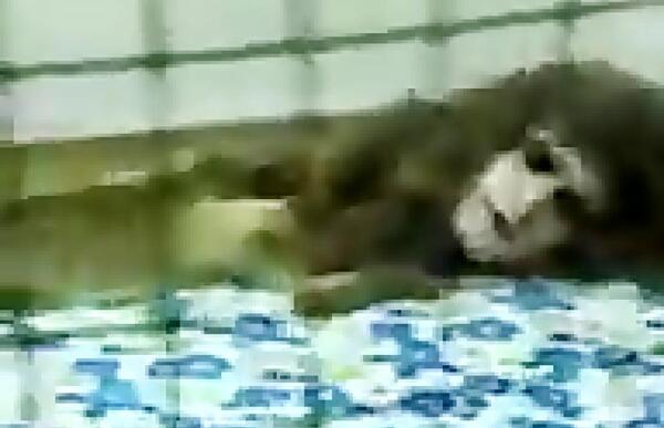 عکس حیوانات مسخ شده