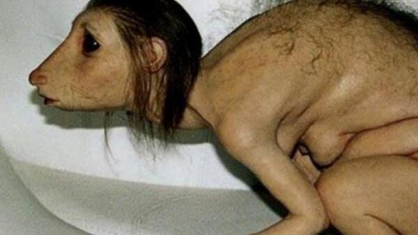 عکس حیوانات مسخ شده