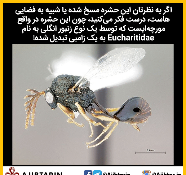 عکس حیوانات مسخ شده