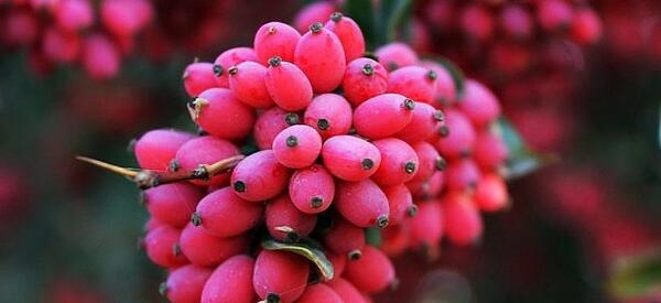 عکس زرشک زیبا