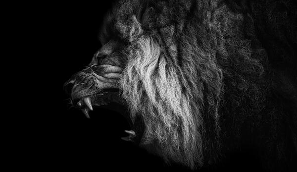 عکس شیر های ترسناک
