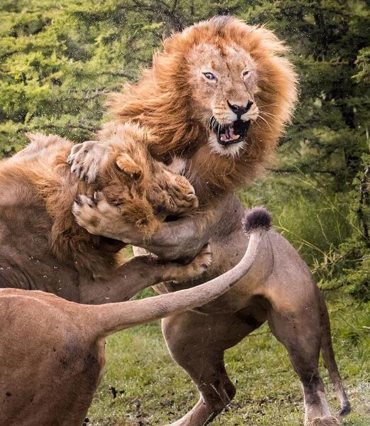 عکس شیر های ترسناک