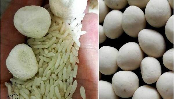عکس شپشک برنج