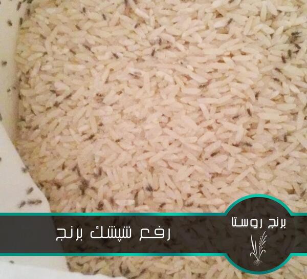 عکس شپشک برنج